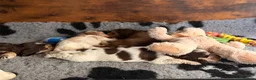 Cocker Spaniel dogs for sale: Show type cocker spaniels  - Advert 17