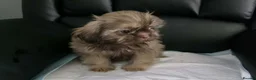 Shih Tzu dogs for sale: Beautiful imperial shih tzu in Barnsley - Advert 13