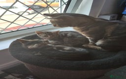 Mixed Breed cats for sale: 2 kittens for sale  - Image 7