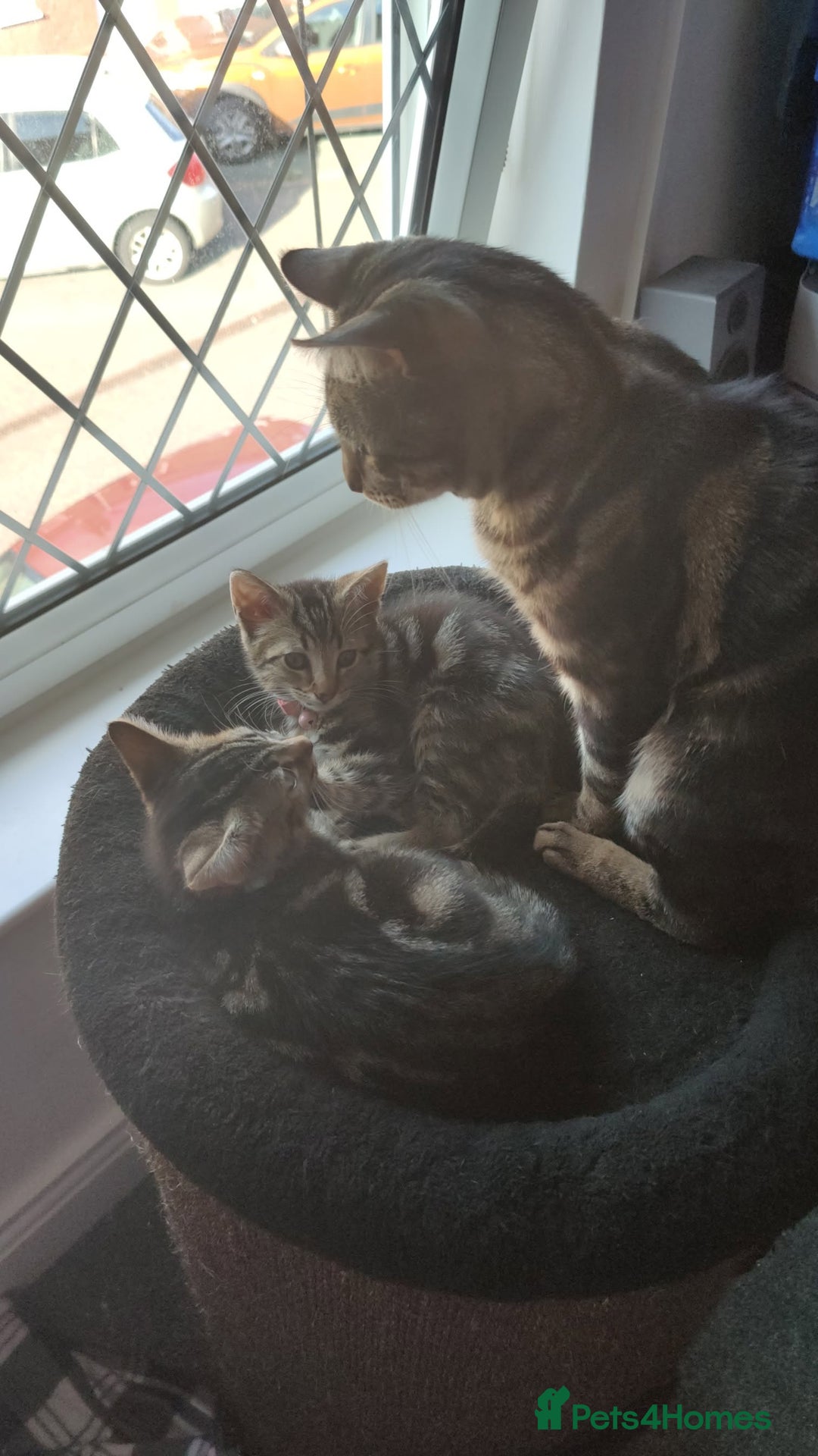 Mixed Breed cats for sale: 2 kittens for sale  - Image 7