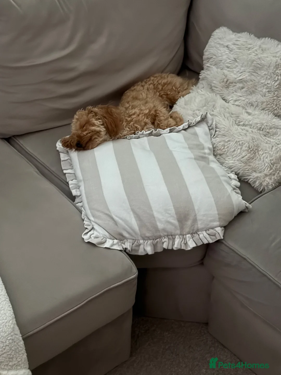 Cavapoo dogs for sale: 10 Month old beautiful baby girl available  - Advert 2