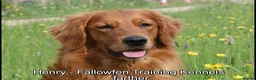 Golden Retriever dogs for sale: GORGEOUS GOLDEN RETRIEVER KC REG - Advert 13