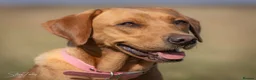 Labrador Retriever dogs for sale: Outstanding Litter of Fox Red Labrador Puppies  in Carmarthen - Advert 3