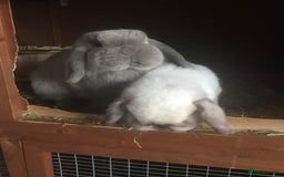 Mini Lop rabbits for sale: Adult Mini Lop Bunnies Available For Rehoming - Image 12