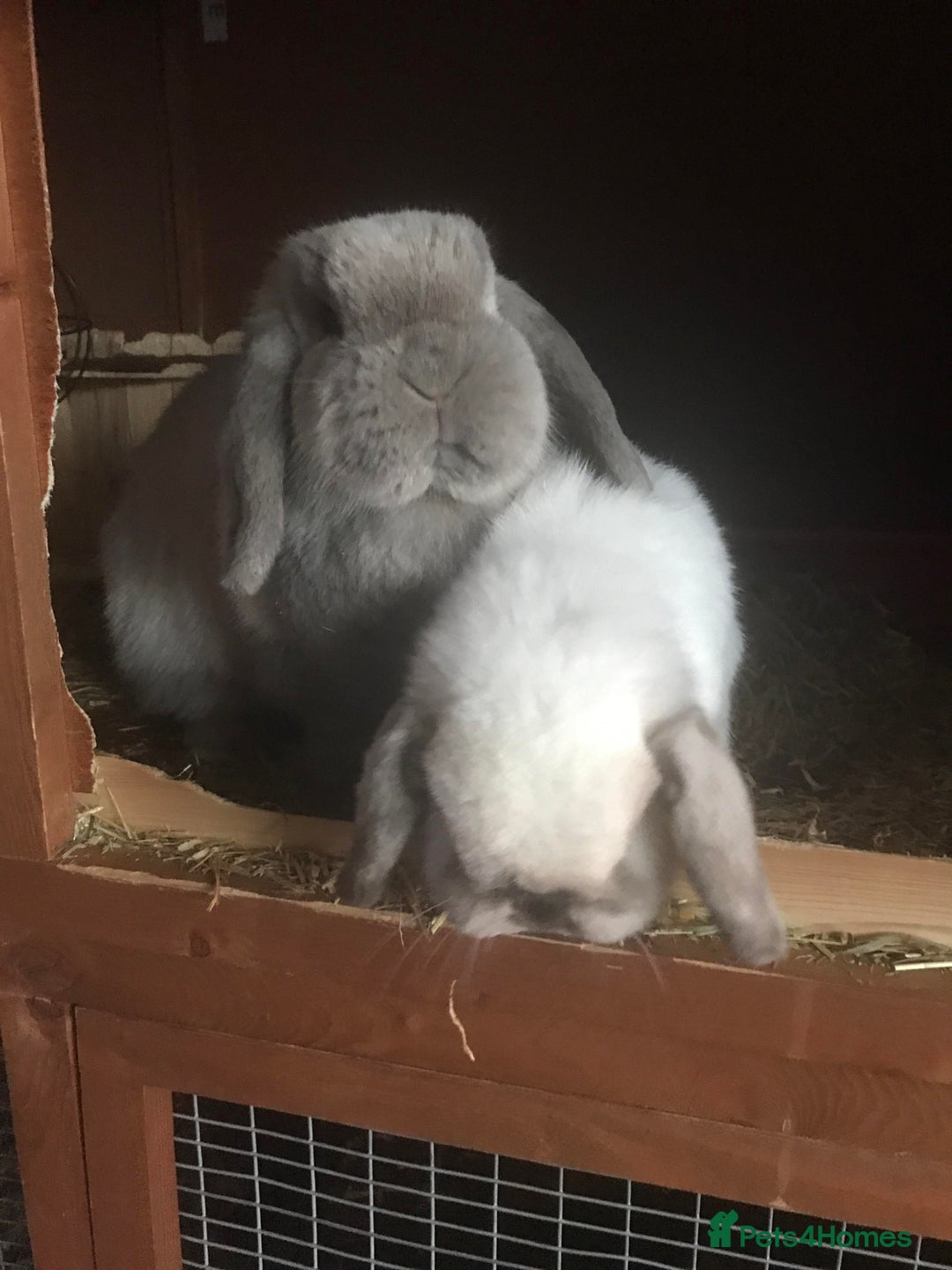 Mini Lop rabbits for sale: Adult Mini Lop Bunnies Available For Rehoming - Image 12