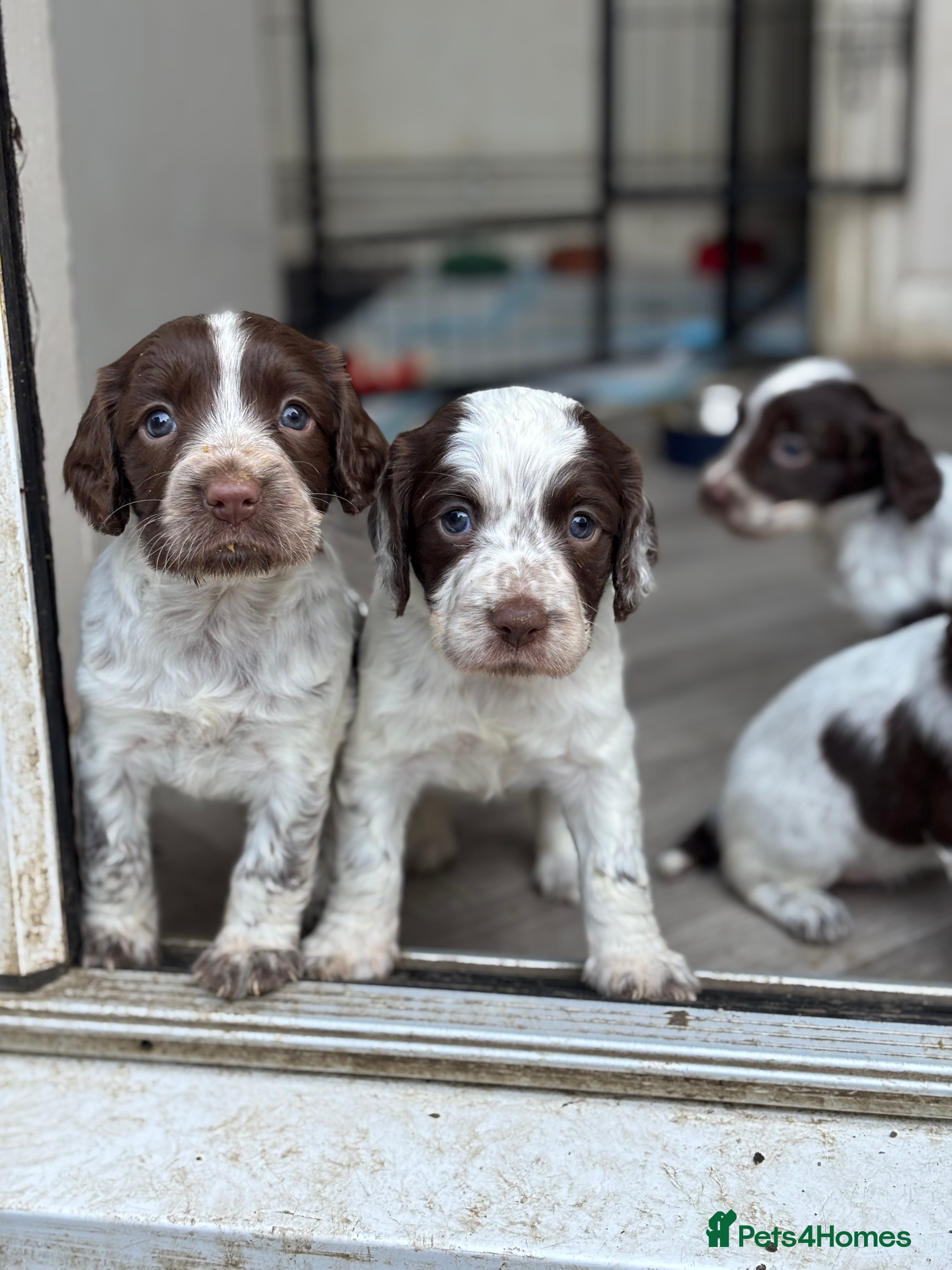 Sprocker dogs Sprocker bitch puppies  - Advert 1