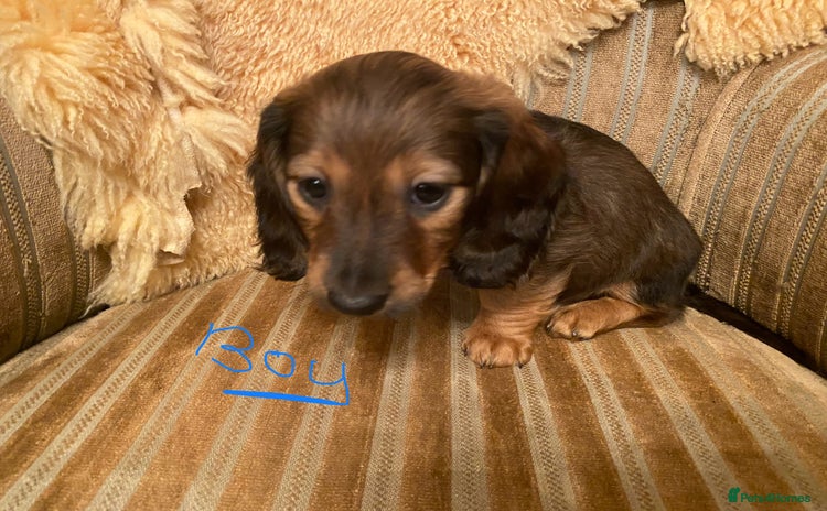 Miniature Dachshund dogs miniature Dachshund puppies  - Advert 1