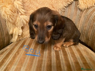 Miniature Dachshund dogs miniature Dachshund puppies - Advert 18