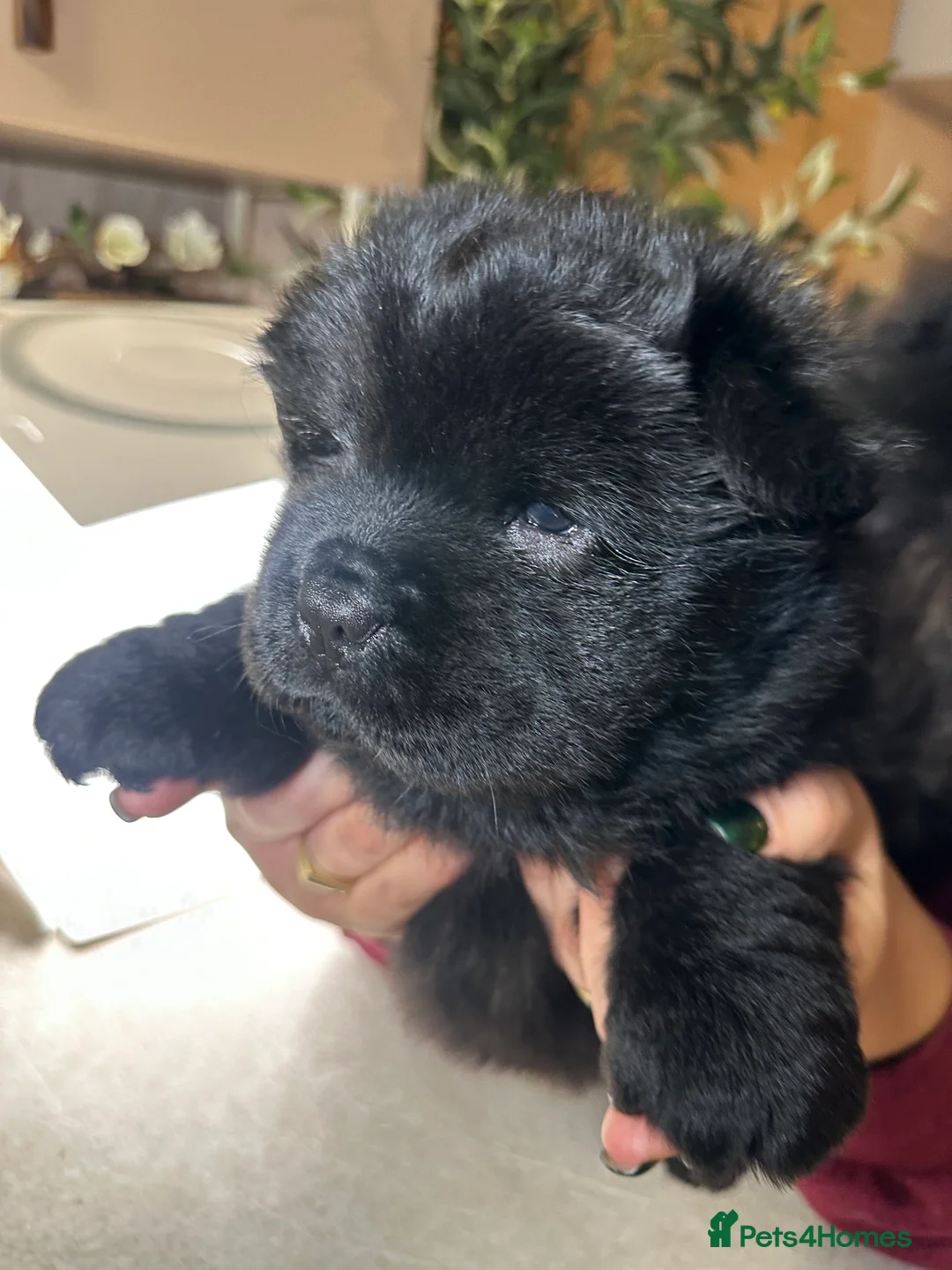 Chow Chow dogs for sale: Cheapest chow chow in London  - Advert 15