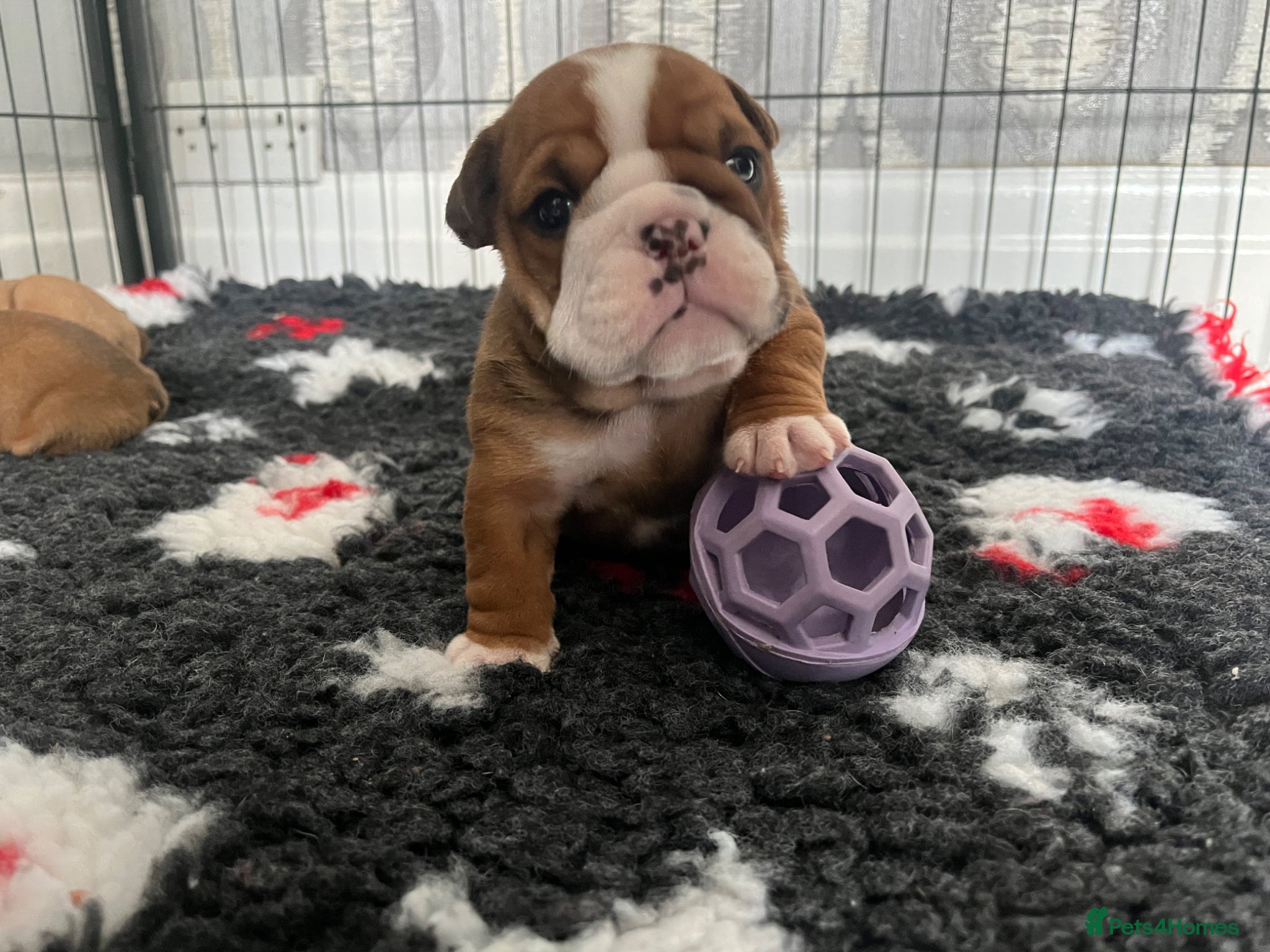 English Bulldog dogs 5 standard bulldogs silver health tested parents  - Advert 1