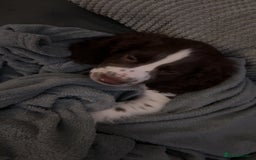 Sprocker dogs for sale: BENJI needs rehoming  - Image 8