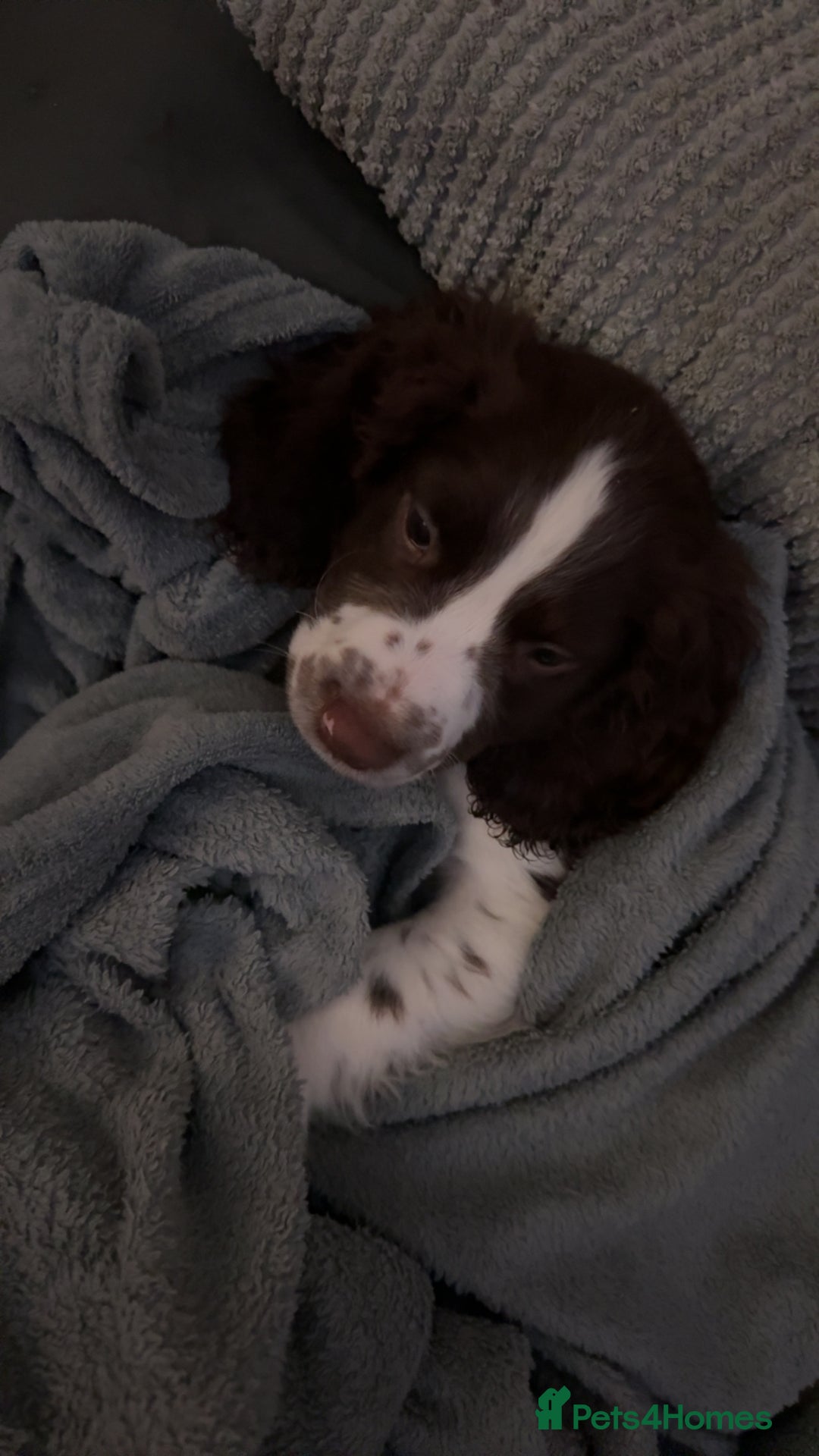 Sprocker dogs for sale: BENJI needs rehoming  - Image 8