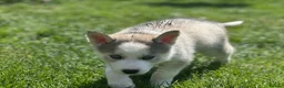 Siberian Husky dogs for sale: Beautiful Husky Puppies in Wells - Advert 25