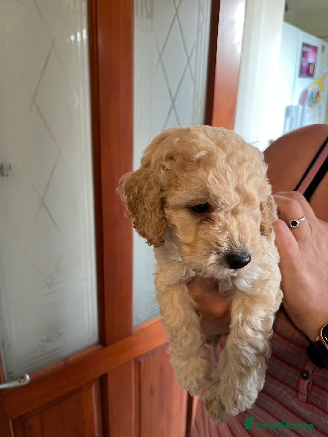 Cockapoo dogs for sale: Gorgeous Cockapoo Pups - Image 7