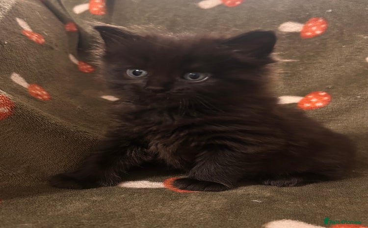 Maine Coon cats Maine coon x BSH babies  - Advert 1