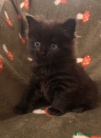 Maine Coon cats Maine coon x BSH babies - Advert 1