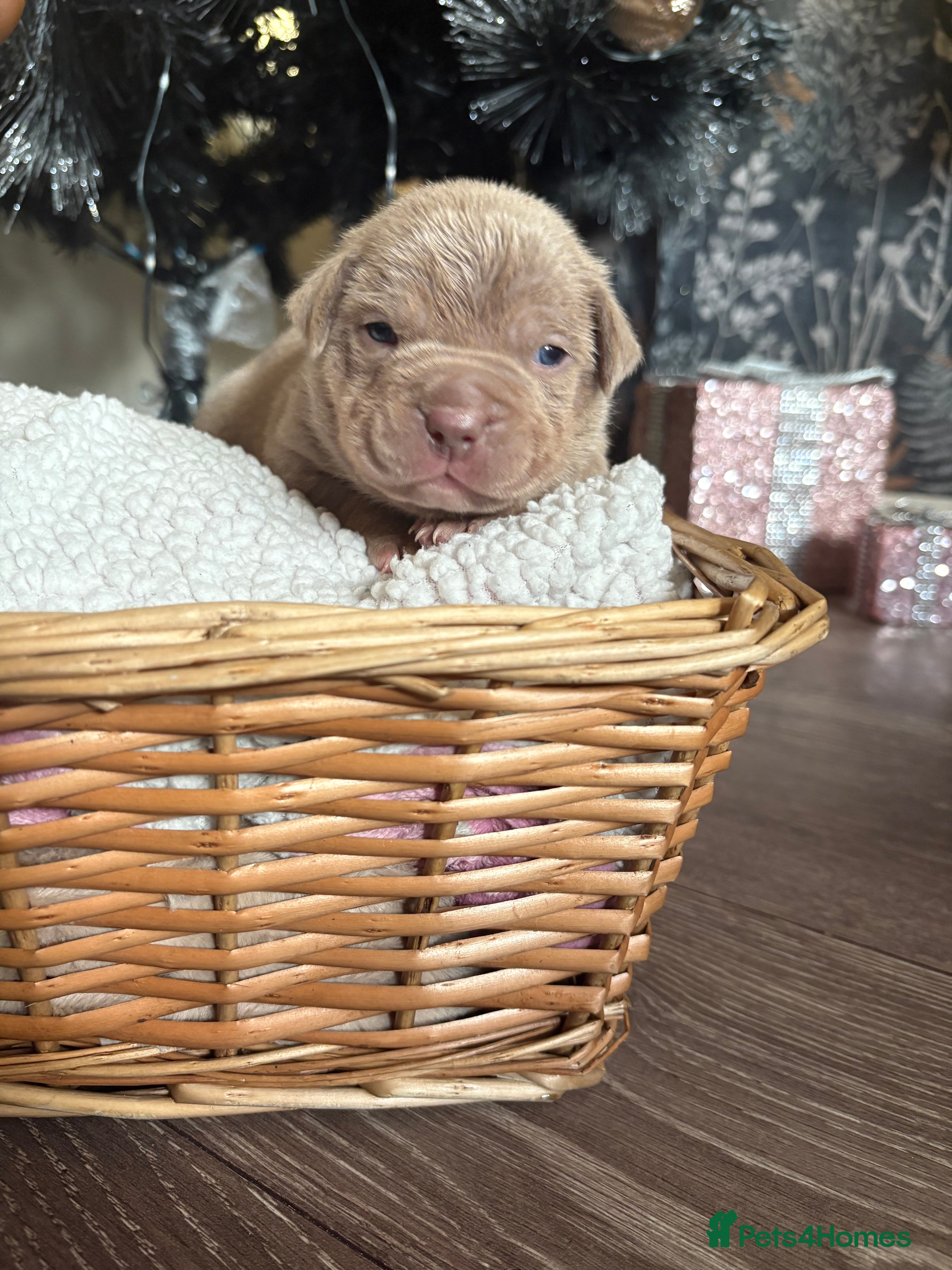 American Bully dogs Standard American bully’s lilac tri - Advert 5