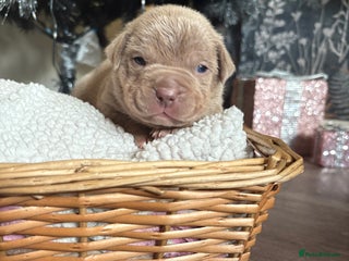 American Bully dogs Standard American bully’s lilac tri - Advert 1