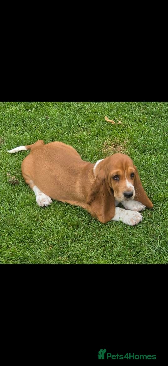 Basset Hound dogs Basset hound pups kc reg.European lines - Advert 7