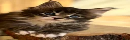 Maine Coon cats for sale: Beautiful Maine coon kittens - Advert 5