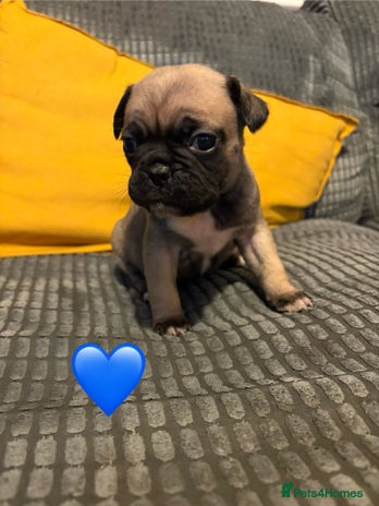 Frug dogs - Advert 6