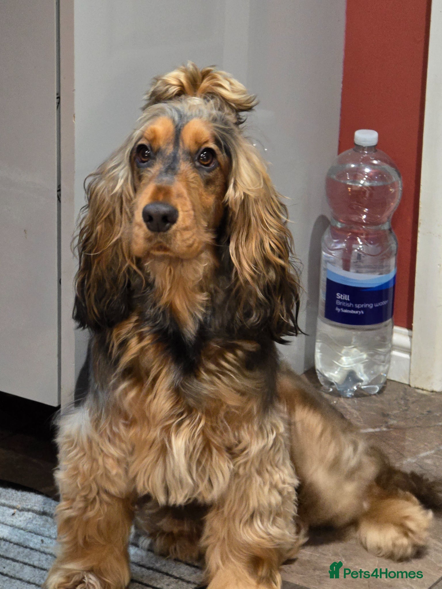 Cocker Spaniel dogs for sale: Adorable show type cocker spaniel puppies  - Advert 1