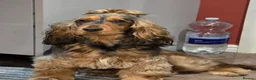 Cocker Spaniel dogs for sale: Adorable show type cocker spaniel puppies  - Advert 1