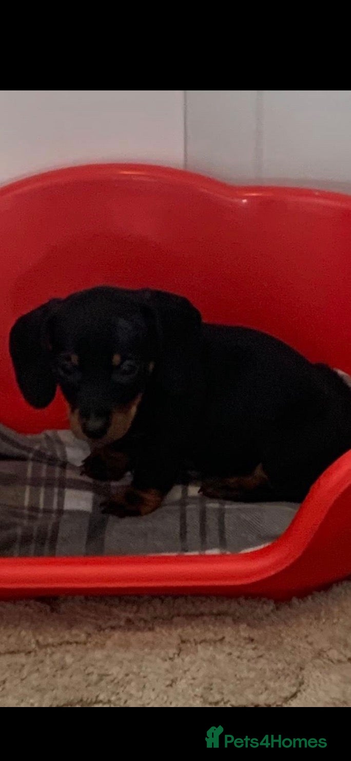 Dachshund dogs 5 dachund puppies for sale 2 boys 3 girls - Advert 2