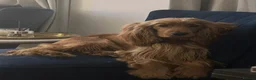 Cocker Spaniel dogs for sale: Stunning KC Reg Black & Tan Show Cocker puppies  - Advert 2