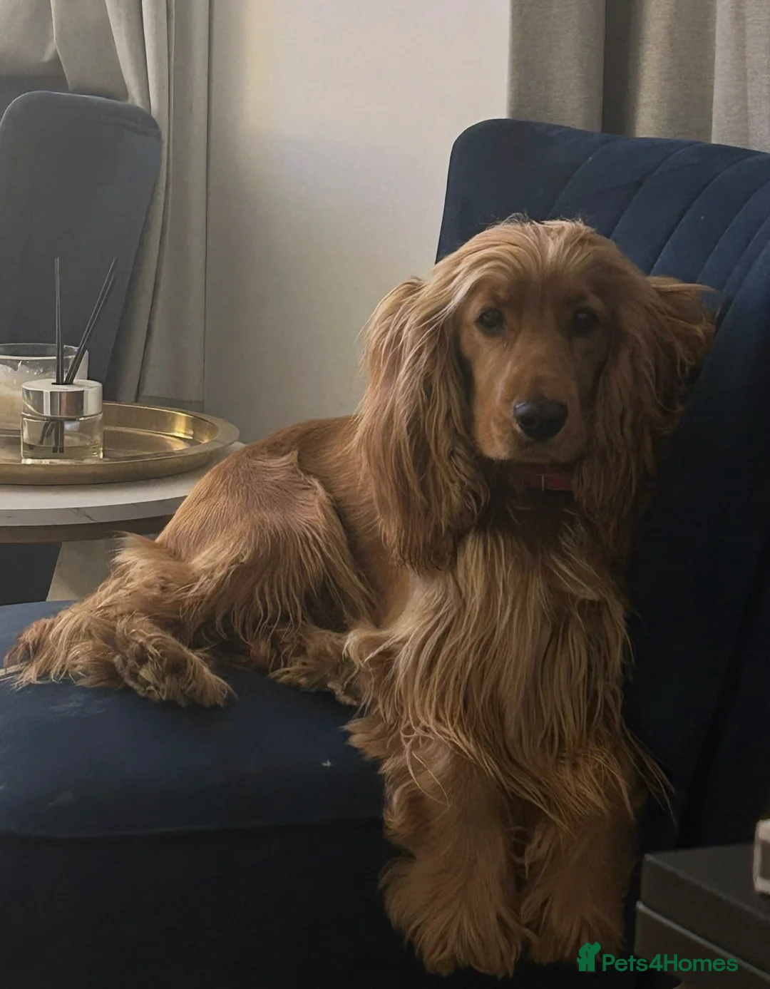 Cocker Spaniel dogs for sale: Stunning KC Reg Black & Tan Show Cocker puppies  - Advert 2