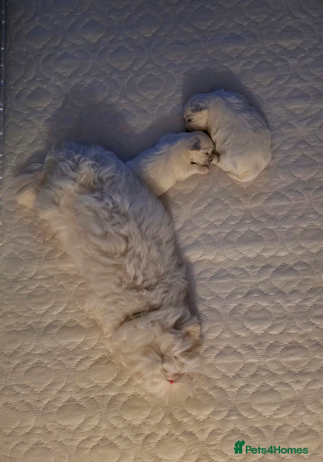 Maltese dogs for sale: KC registered Maltese Puppies - Advert 7