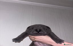 Shar Pei dogs for sale: 3 Shar pei girls  - Image 1