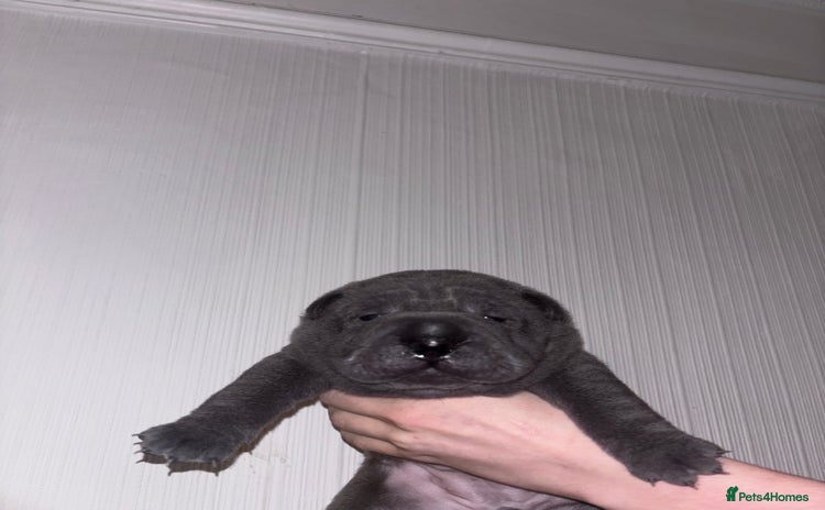 Shar Pei dogs - Advert 1