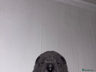 Shar Pei dogs - Advert 34