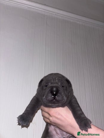 Shar Pei dogs - Advert 6