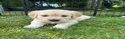 Golden Retriever dogs for sale: Beautiful pedigree Golden Retriever puppies in Usk - Advert 14