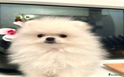 Pomeranian dogs for sale: Korean–Russian Exclusive Teddy Bear Pomeranian ✨🐻 - Advert 21