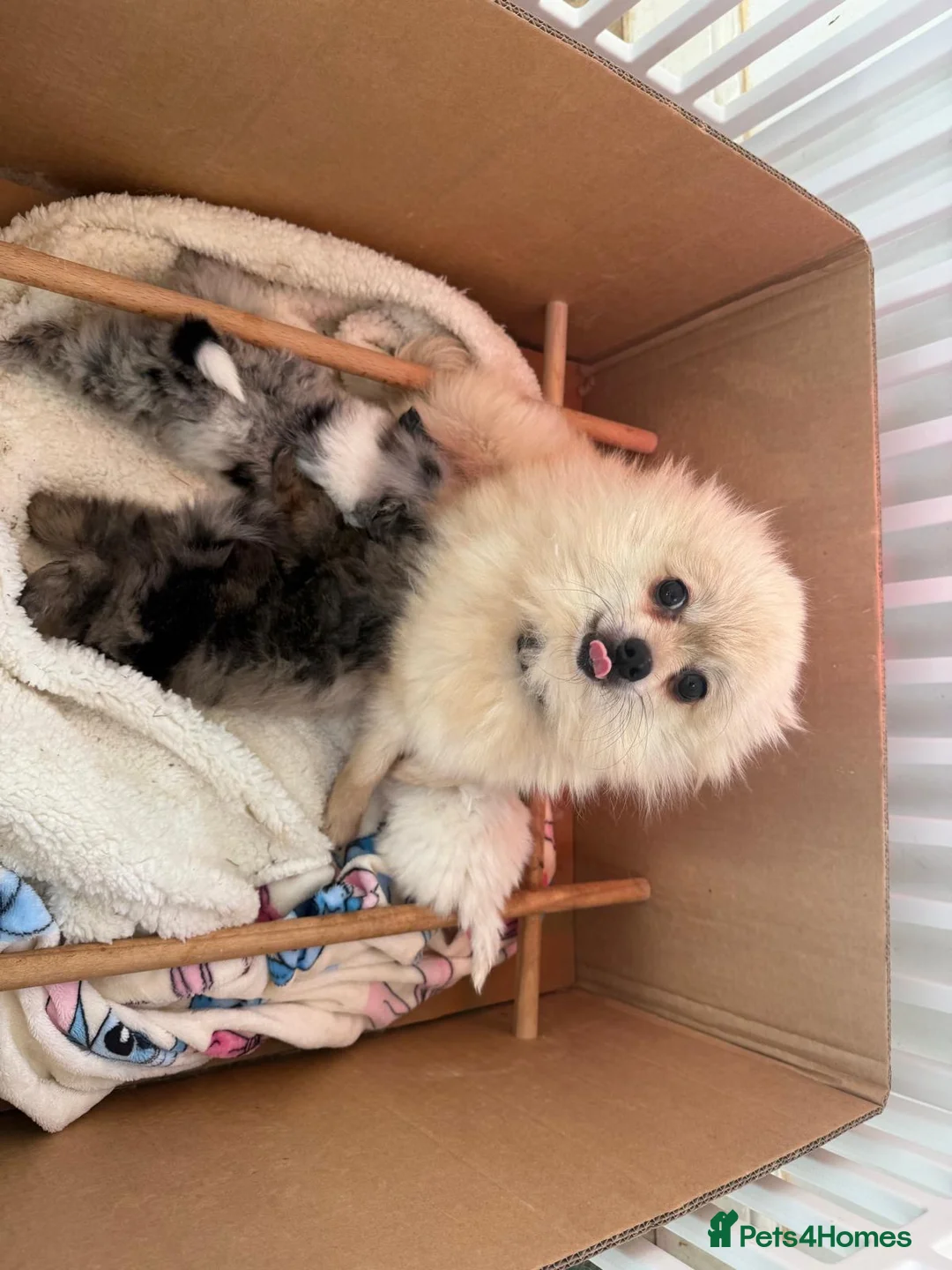 Pomeranian dogs for sale: 🐾 Adorable Merle Pomeranian Puppies for Sale 🐾 - Advert 17