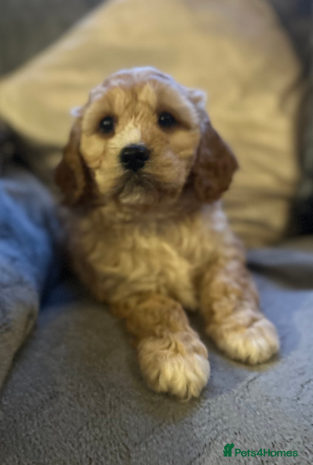 Cockapoo dogs for sale: Cockapoo Puppy - Advert 3