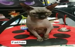 Sphynx cats for sale: REDUCED Ready now quality Tica canadian sphynx - Image 22