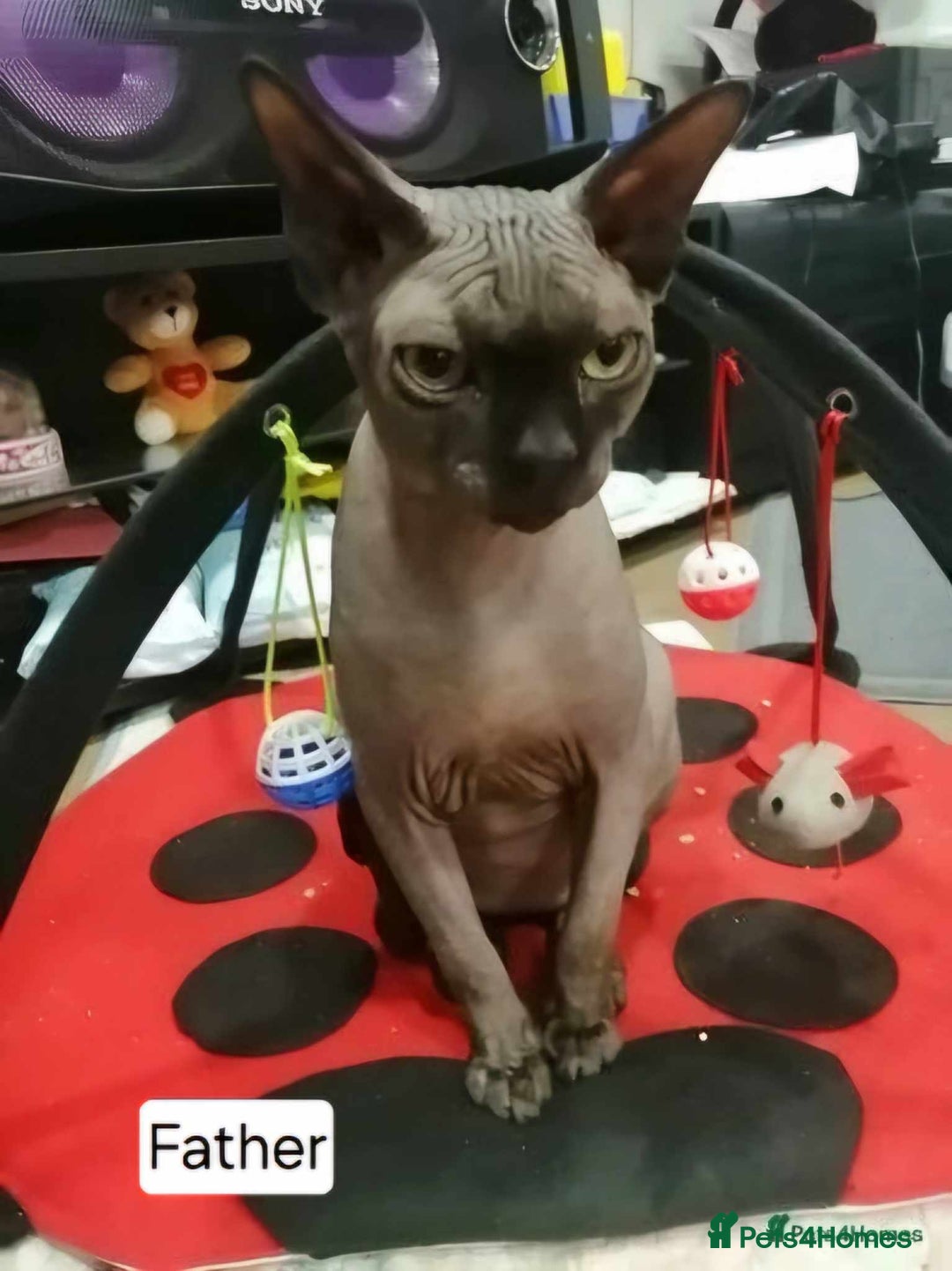 Sphynx cats for sale: REDUCED Ready now quality Tica canadian sphynx - Image 22