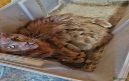 Maine Coon cats for sale: !!!BEAUTIFUL BIG BABIES AVAILABLE!!!  - Image 11