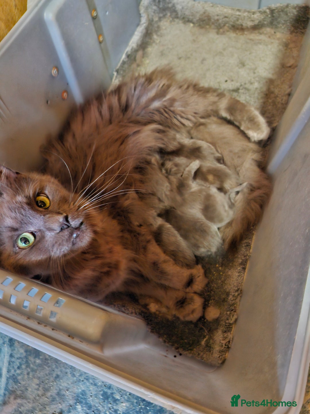 Maine Coon cats for sale: !!!BEAUTIFUL BIG BABIES AVAILABLE!!!  - Image 11