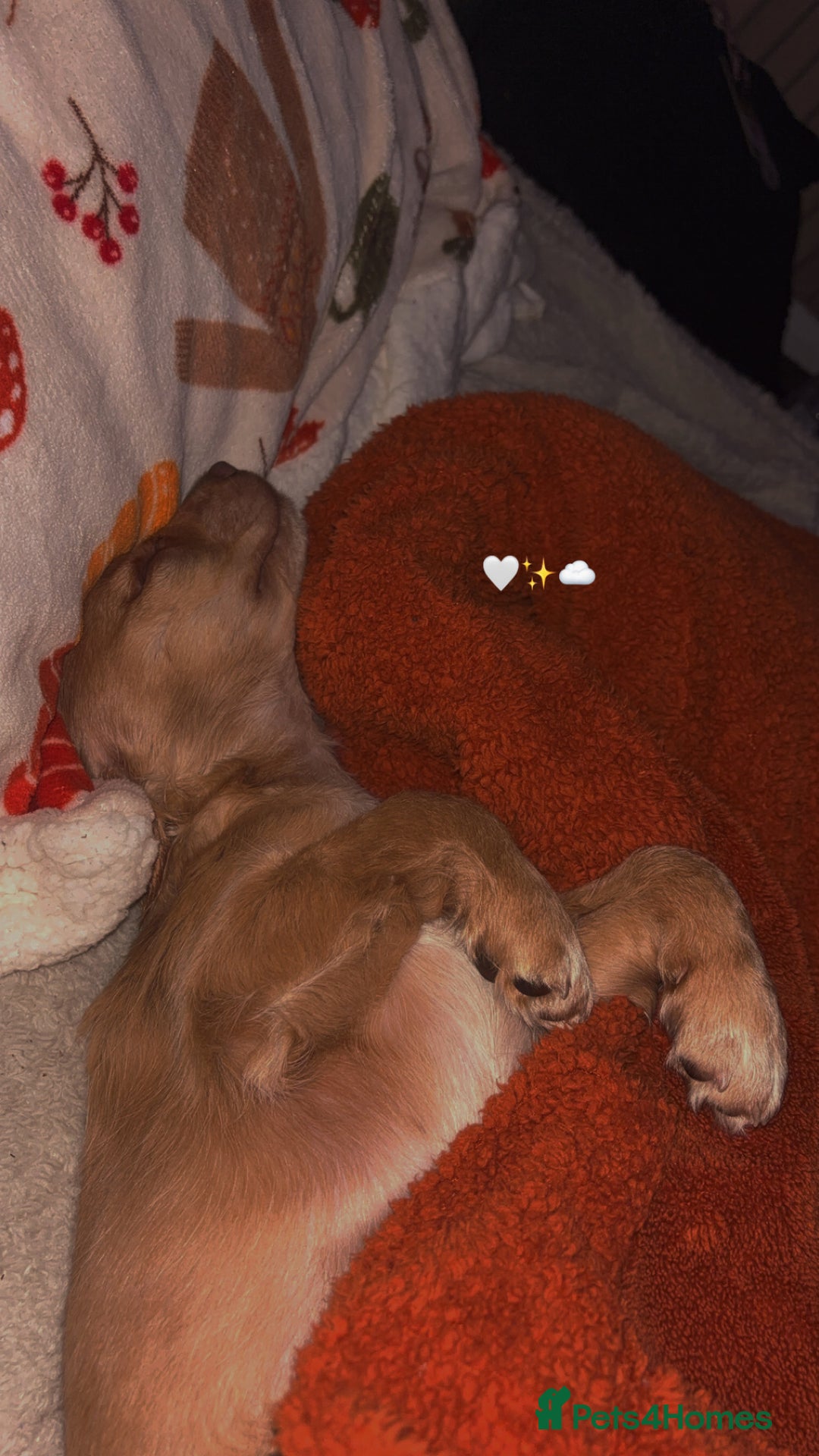 Cockapoo dogs for sale: Cockapoo Open to offers - Advert 5