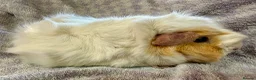 Guinea Pig rodents for sale: Beautiful Guinea Pigs Available - Advert 5