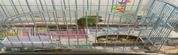 Parrots birds for sale: Indian ring neck  in Birmingham - Advert 3