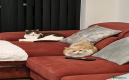 British Shorthair cats for sale: Stunning British Shorthair kittens - rare colours - Image 24