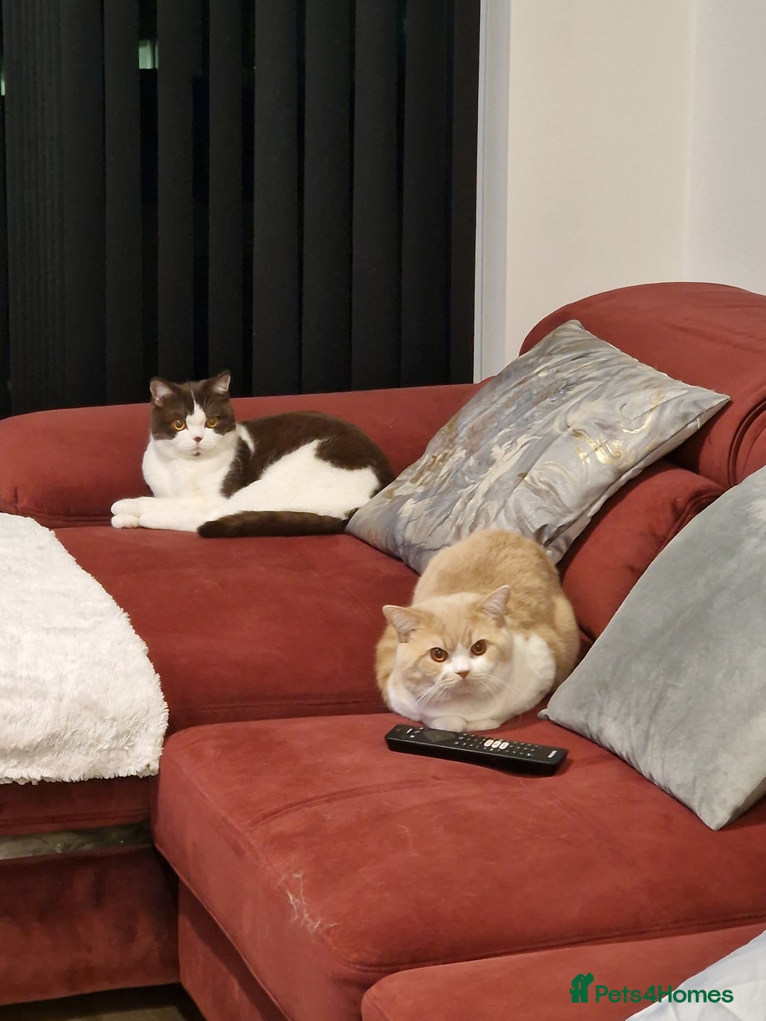 British Shorthair cats for sale: Stunning British Shorthair kittens - rare colours - Image 24