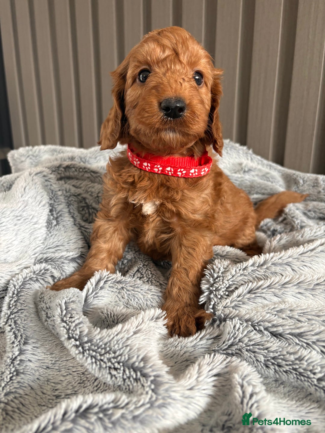Cockapoo dogs for sale: Health Tested Fox Red Cockapoo  - Image 9