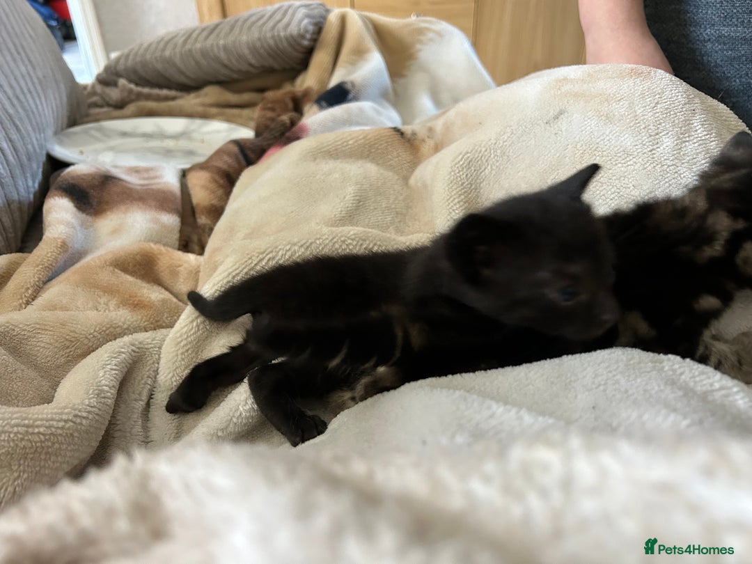 Bengal cats for sale: 3 Bengal mix kittens  - Image 7